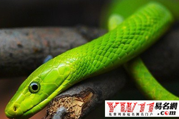 女人梦见蛇预示生活吉兆或特定情境-方知甜