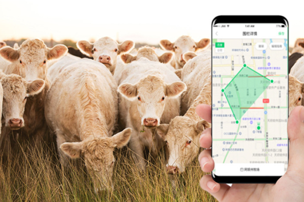 女人与牛马羊猪狗，共生的智慧与温情-方知甜