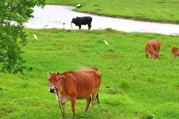 牛，吃亏是福，宽厚待人-方知甜