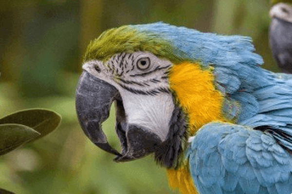 起好名字，打造个性化昵称，让鹦鹉也出彩-方知甜