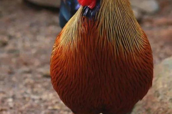 七嘴八舌，谐音选鸡-方知甜