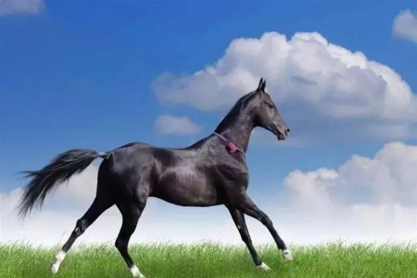 如日中天生肖是马，猴活泼、适才表现活力。-方知甜