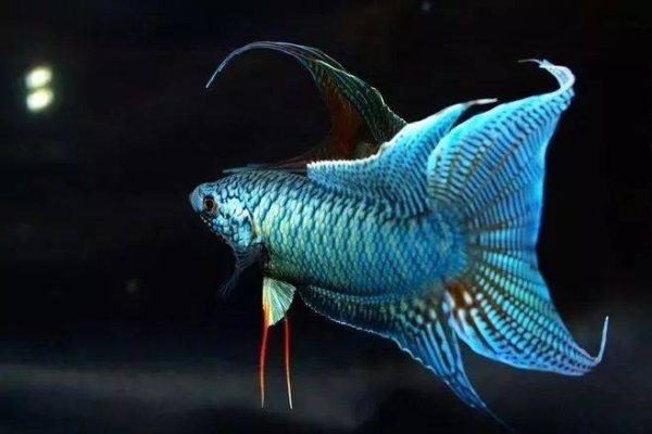 如鱼得水，龙游四海——揭秘生肖中的如鱼得水-方知甜