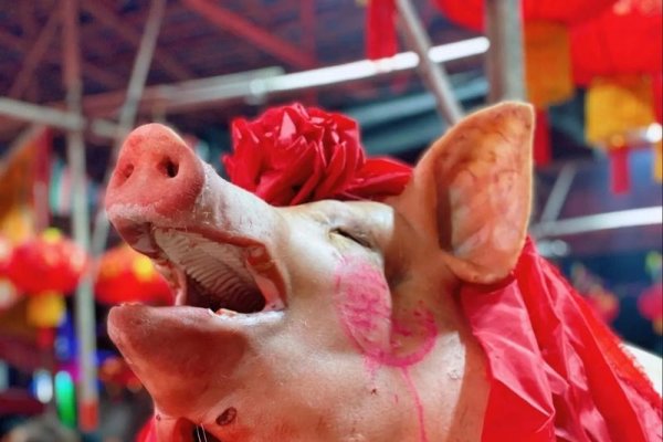 十冬腊月，生肖之谜，猪的丰收庆典-方知甜