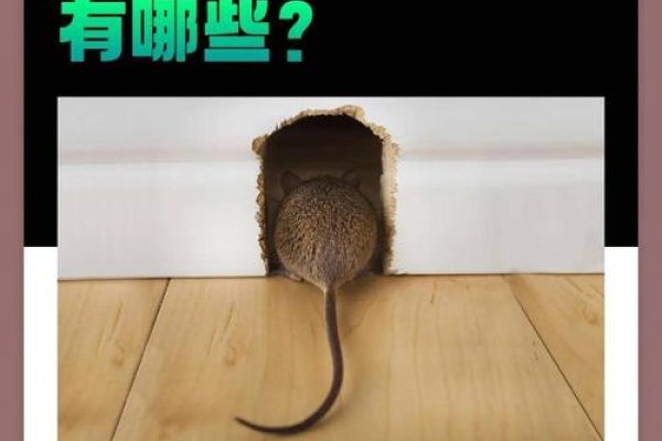 视而不见的生肖之谜，揭秘属鼠者的独特视角-方知甜