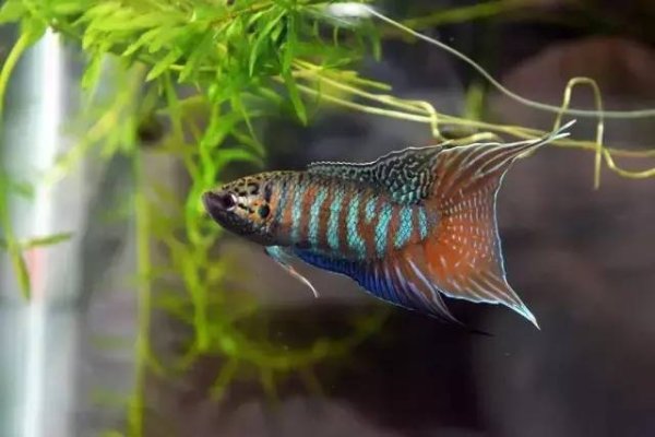 十二星座专属鲨鱼，揭秘你的性格之鱼！-方知甜