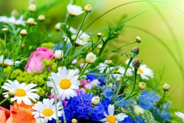 四海为家打一生肖是龙-方知甜