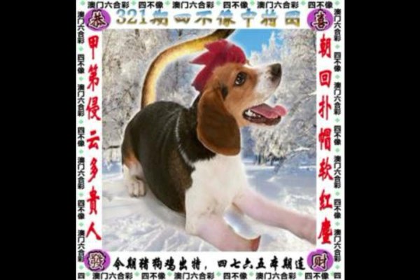 四海一家打一生肖-方知甜