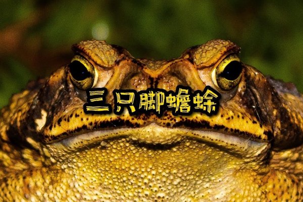 三脚蟾蜍，守护自然秩序的守护者-方知甜