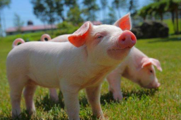 死气沉沉，生肖猪的象征？-方知甜