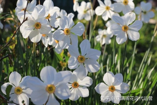 水仙花风水禁忌，财位不宜放，大门旁慎选-方知甜