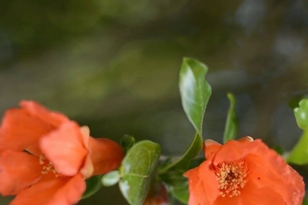 石榴花花语，芬芳绽放，美好无限-方知甜