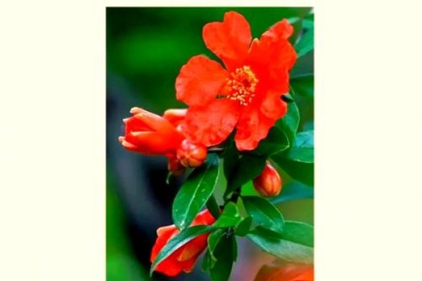 石榴花花语，多子多福，繁荣与希望的象征-方知甜