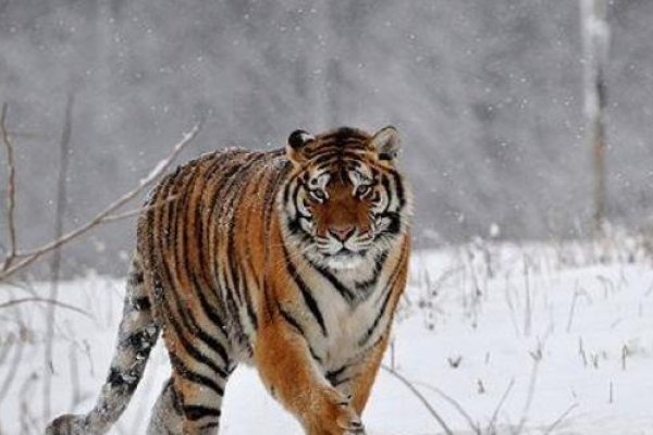 生肖虎特性及寓意-方知甜