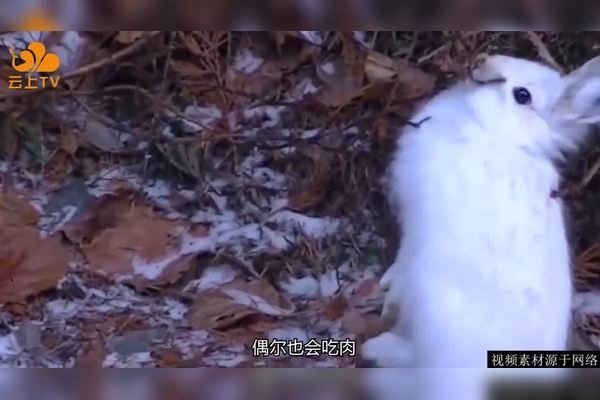 生肖三长两短打兔子-方知甜