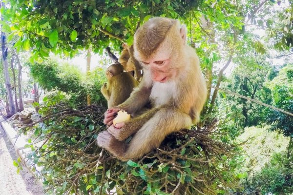 生肖蛇满腹牢骚与猴相关，凸显其猴子般活泼特性。-方知甜