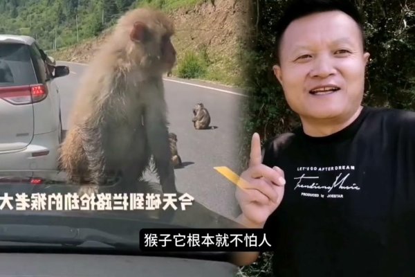 杀鸡儆猴打生肖趣解-方知甜