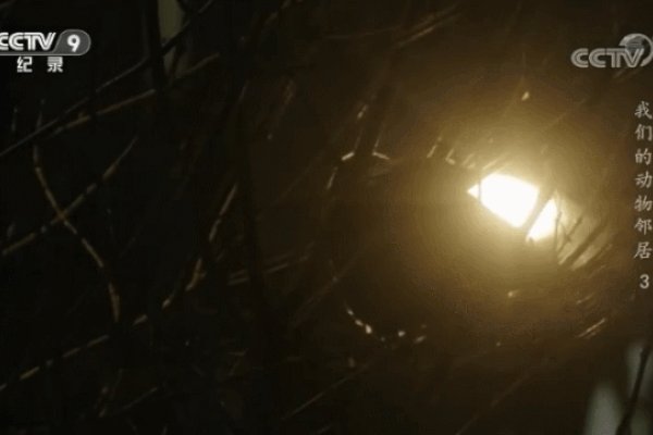 深夜梦境「牙齿」飘落预示，内心动态波动与脑机关联，现代都市中「夜晚听碎牙声」，深层心理负荷监测-方知甜