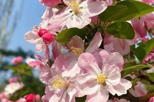 三月十四日的春日绮梦-方知甜