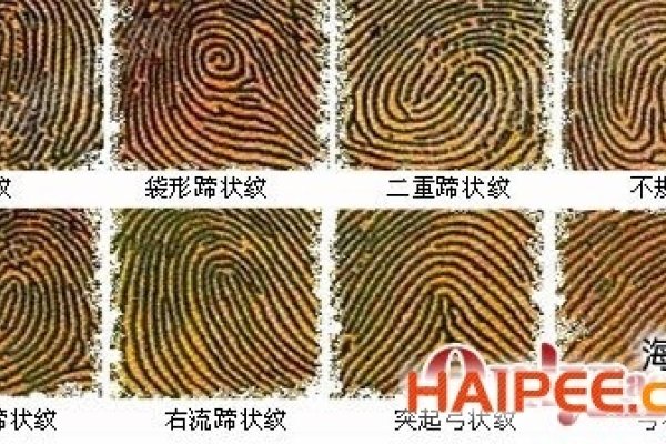 手指纹算命，探索古老智慧与现代科学的交汇点-方知甜