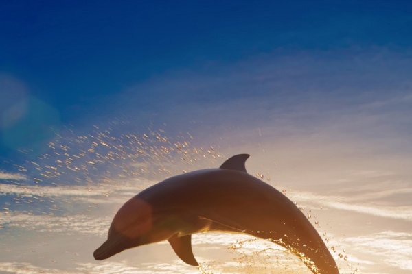 跳水梦，追求目标与内心平静的积极暗示-方知甜