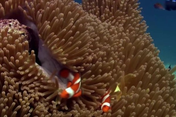 五光十色，生肖之谜揭晓，蛇-方知甜