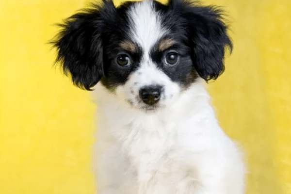 为什么2021年对属狗的人来说是一个坎？-方知甜