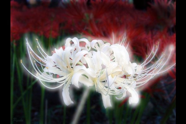 彼岸花，凄美哀愁的网名艺术-方知甜