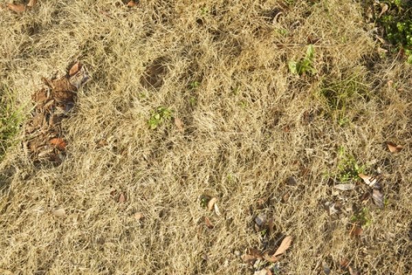 野草枯黄映何生肖-方知甜