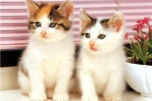 猫的网名，探索宠物昵称的创意与情感-方知甜