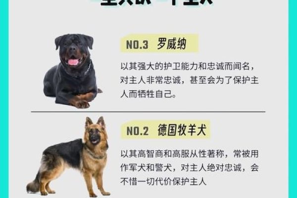 狗的忠勇双全,狗是忠诚、勇敢和坚定的生肖-方知甜