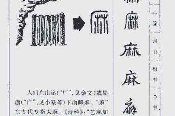麻的拼音与文化探微，从字音到字义的深度解读-方知甜