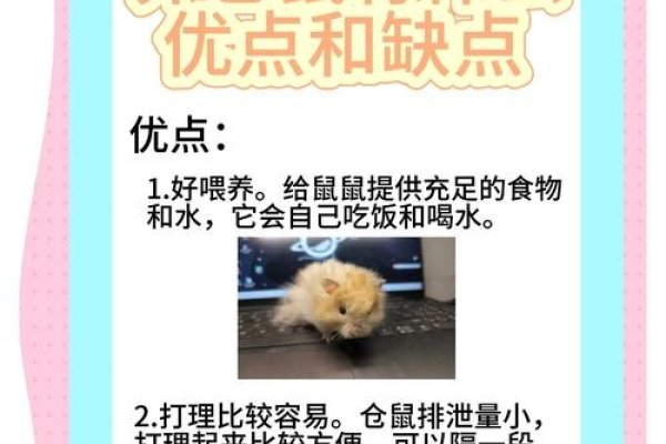 鼠的优点-方知甜