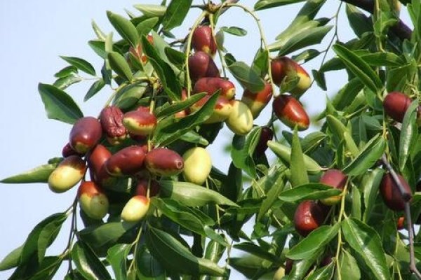 孕妇梦见吃枣，周公解梦与健康、性别预兆解析-方知甜