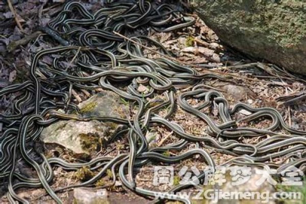 孕妇梦见很多蛇，寓意与解析-方知甜