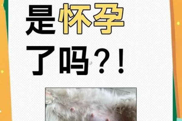 孕妇梦见猫和狗，寓意与心理解析-方知甜