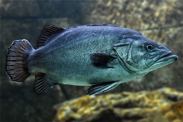 孕妇梦见鱼预示好兆头，胎儿健康-方知甜