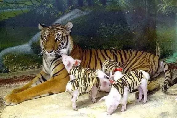 威风扫地，生肖鼠、猪或虎的隐痛-方知甜