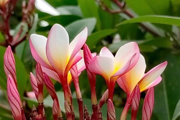 泰国女性名字的哲学与自然之美-方知甜