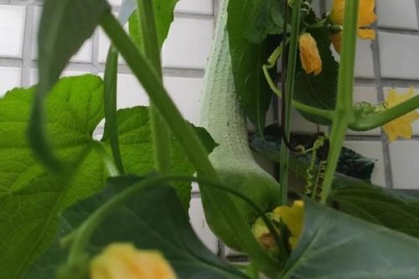 丝瓜视视频，解锁生活新体验，开启丝瓜奇妙之旅-方知甜