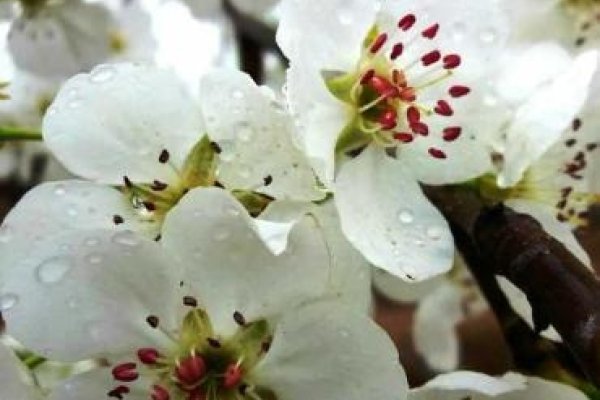 梨花带雨，女性柔美与文学艺术的象征-方知甜