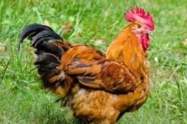 鸡红光满面热映，鸡属典型代表性。-方知甜