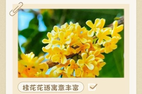 移花接木桂花香,探索自然与文化的奇妙融合-方知甜