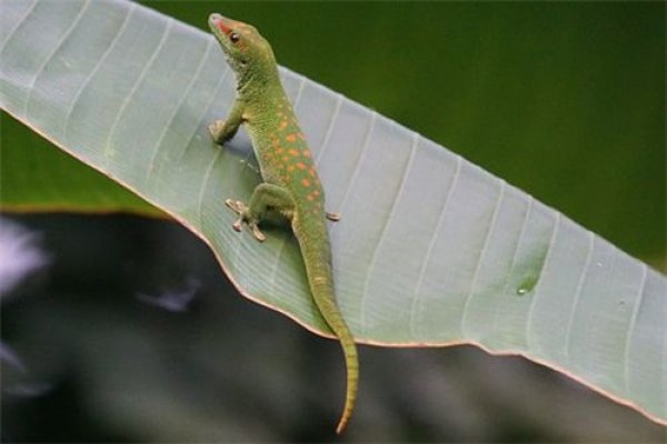 壁虎进宅，吉兆还是凶兆？-方知甜