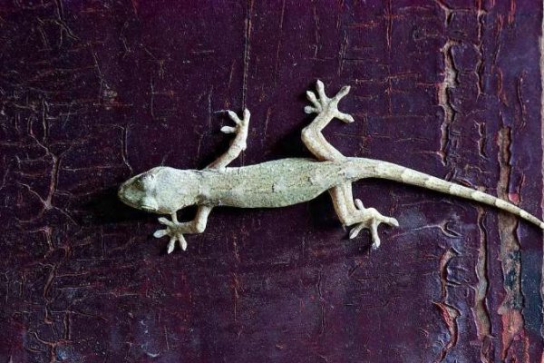 壁虎进屋是吉祥之兆，寓意避灾、来福和富贵。-方知甜