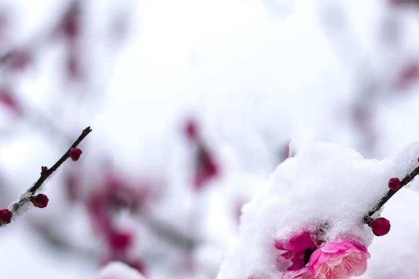 小寒时节，严冬降临，腊梅傲立-方知甜