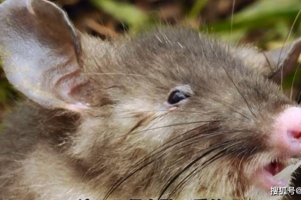 鼠今年多大？科学知识揭秘-方知甜