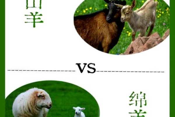 羊叫三声招前来，与十二生肖关联。-方知甜