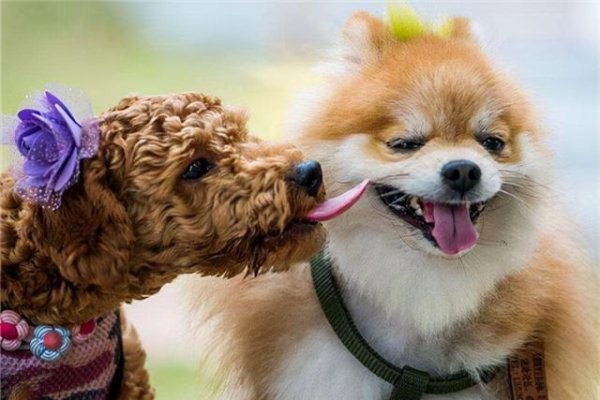 狗名大全，给不同性格狗狗的专属名称解析-方知甜