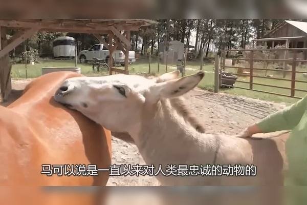 谜面解读，马猪互动趣相生-方知甜